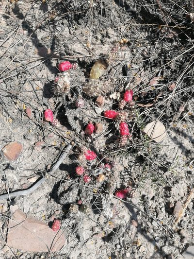Austrocylindropuntia shaferi, photographed by Alejandro Bruno Miranda-Calle