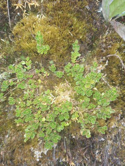 Muehlenbeckia volcanica, photographed by Alfredo F. Fuentes Claros