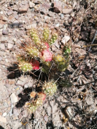 Austrocylindropuntia shaferi, photographed by Alejandro Bruno Miranda-Calle