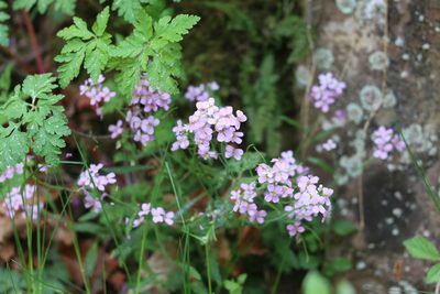 Arabidopsis arenosa, photographed by Paul Braun