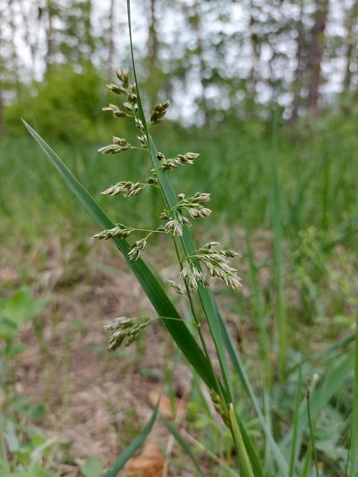 Anthoxanthum repens, photographed by Mykola Borysenko