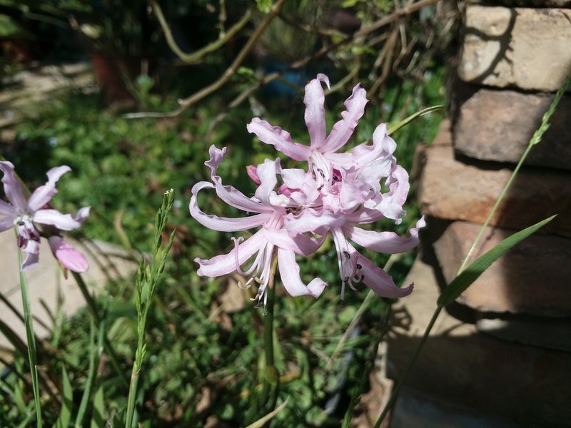 Nerine humilis, photographed by jordaan
