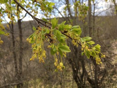 Acer monspessulanum, photographed by Mirko Ubović