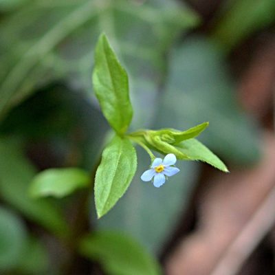 Memoremea scorpioides, photographed by Petr Harant
