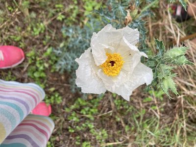 Argemone albiflora, photographed by Abbey Forney
