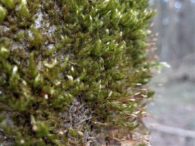 Pylaisia polyantha, photographed by Екатерина Войнова