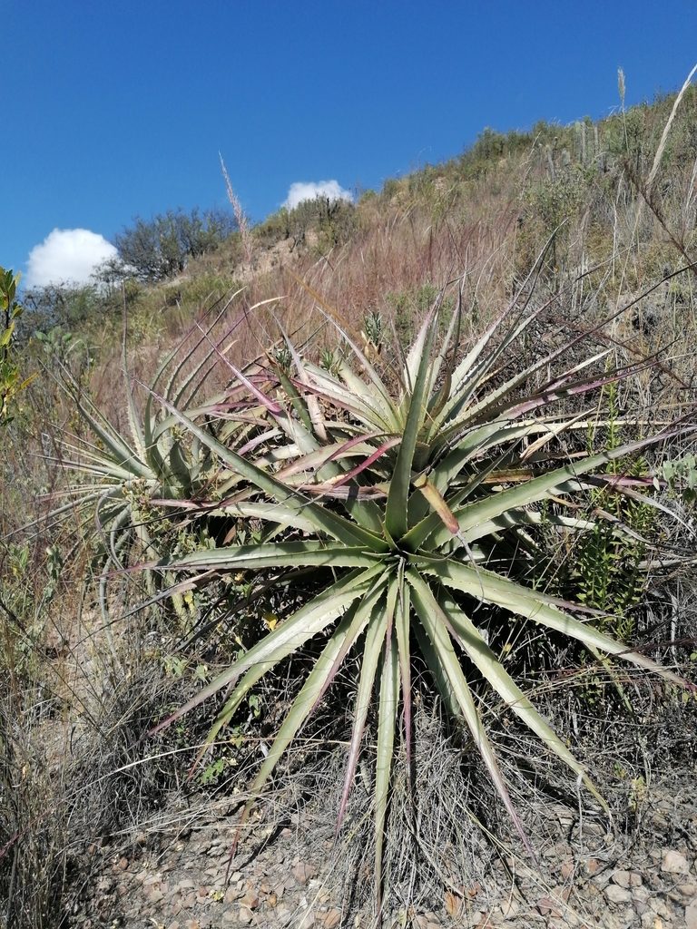 Puya meziana, photographed by Alejandro Bruno Miranda-Calle