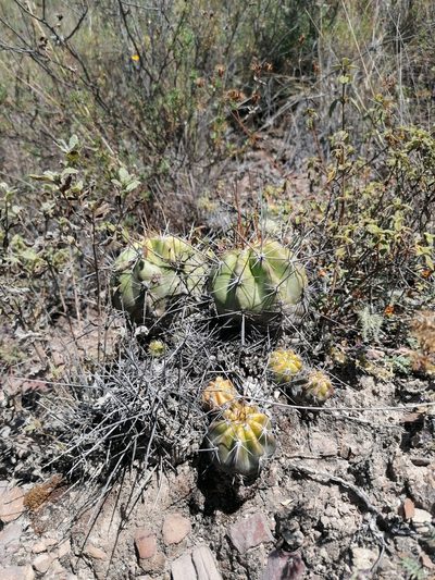 Lobivia bridgesii, photographed by Alejandro Bruno Miranda-Calle