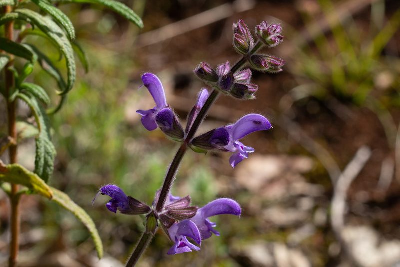 Salvia sclareoides, photographed by Daniela Costa