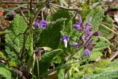 Salvia sclareoides, photographed by Daniela Costa