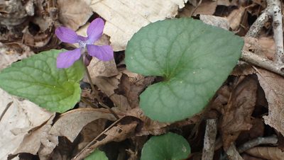Viola hirsutula, photographed by John Abrams