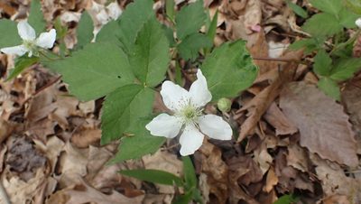 Rubus flagellaris, photographed by John Abrams