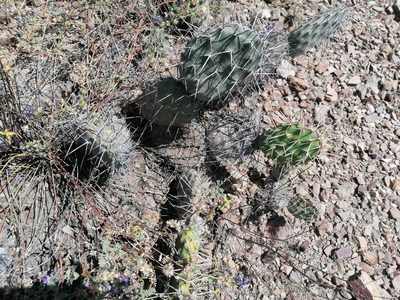 Opuntia sulphurea, photographed by Alejandro Bruno Miranda-Calle