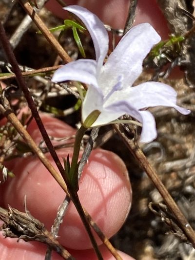 Prismatocarpus campanuloides, photographed by Christina