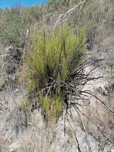 Ephedra americana, photographed by Alejandro Bruno Miranda-Calle