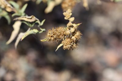 Ambrosia deltoidea