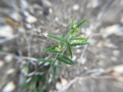 Tragia ramosa, photographed by Craig Hensley