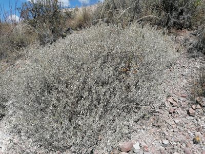 Atriplex rusbyi, photographed by Alejandro Bruno Miranda-Calle