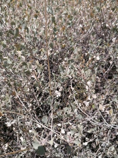 Atriplex rusbyi, photographed by Alejandro Bruno Miranda-Calle