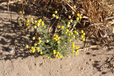 Oncosiphon pilulifer, photographed by Andrew Meeds