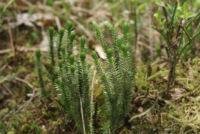 Huperzia selago, photographed by Björn Sothmann