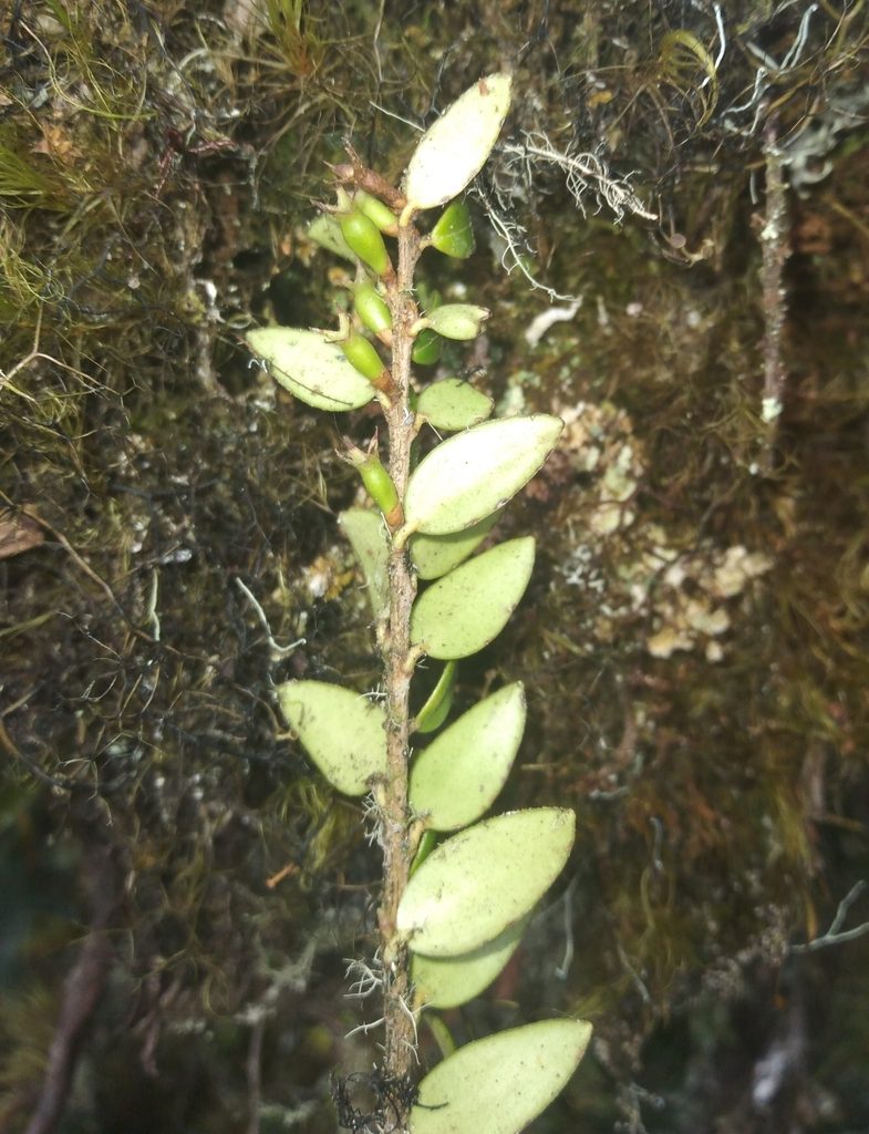 Disterigma alaternoides, photographed by Alfredo F. Fuentes Claros