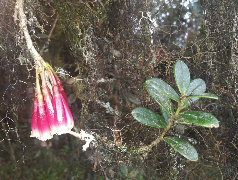 Siphonandra elliptica, photographed by Alfredo F. Fuentes Claros