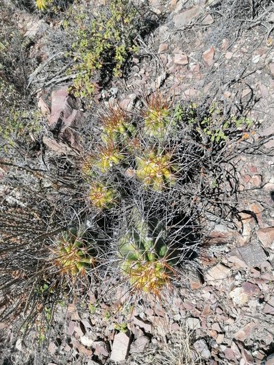 Lobivia bridgesii, photographed by Alejandro Bruno Miranda-Calle