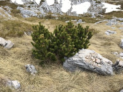 Pinus mugo, photographed by Mirko Ubović
