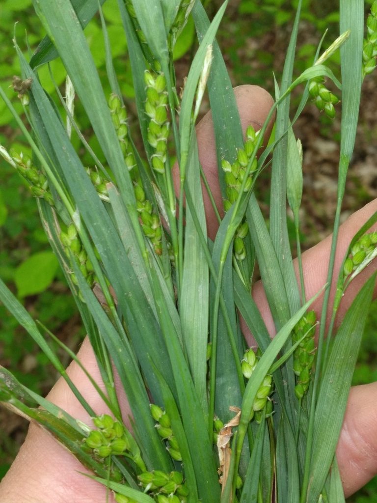 Carex pigra, photographed by Scott Ward