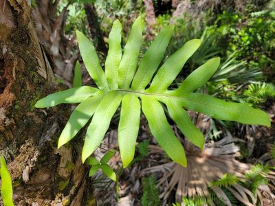 Phlebodium aureum, photographed by Theo Summer