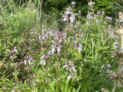 Stachys floridana, photographed by Daniel Patterson