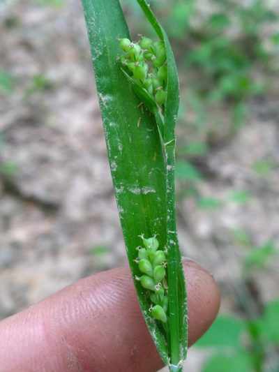 Carex kraliana, photographed by Scott Ward