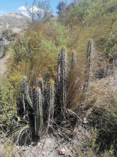 Corryocactus melanotrichus, photographed by Alejandro Bruno Miranda-Calle