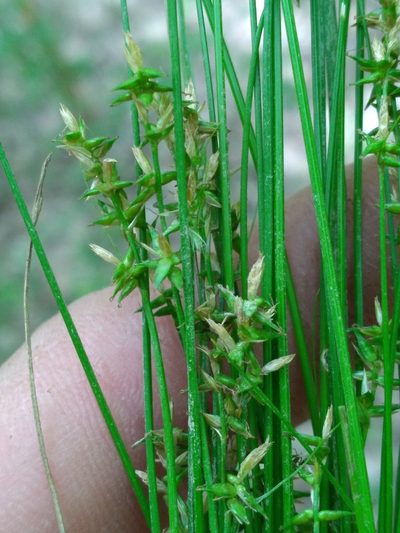 Carex texensis, photographed by Scott Ward