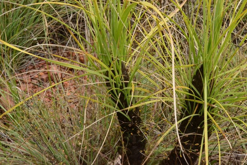 Xerophyta retinervis, photographed by Ricus Nel