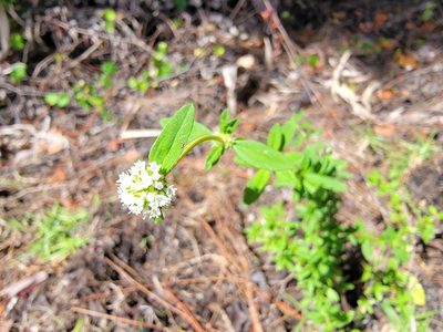 Spermacoce verticillata, photographed by Theo Summer