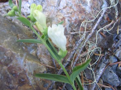 Scutellaria californica, photographed by Scott Loarie