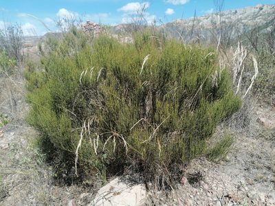 Ephedra americana, photographed by Alejandro Bruno Miranda-Calle