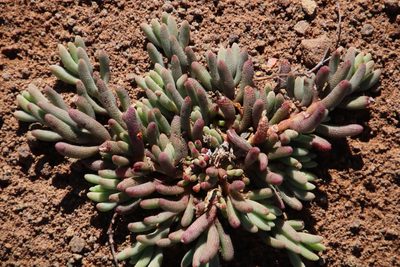 Mesembryanthemum grossum, photographed by Tony Rebelo