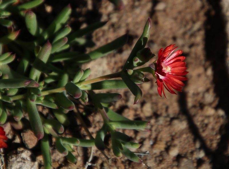 Delosperma ornatulum, photographed by Tony Rebelo