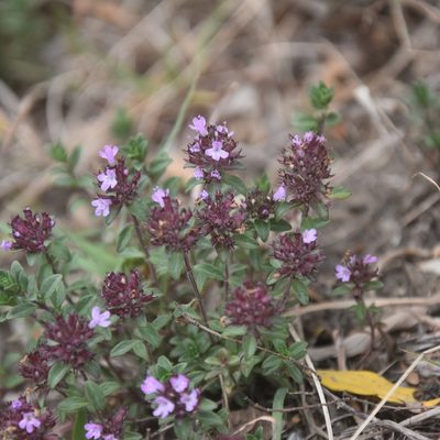 Thymus linearis, photographed by Name