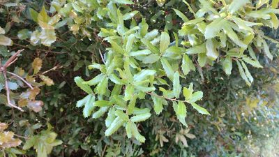Quercus coccifera, photographed by Elizabete Marchante