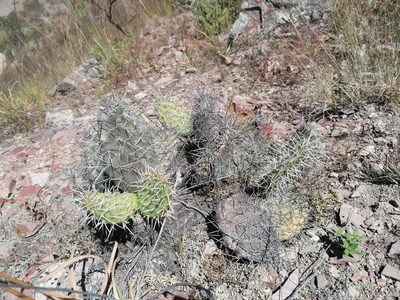 Opuntia sulphurea, photographed by Alejandro Bruno Miranda-Calle