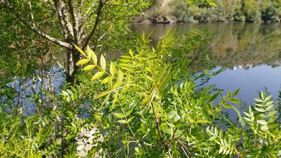 Fraxinus angustifolia, photographed by Elizabete Marchante