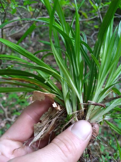 Carex cumberlandensis, photographed by Scott Ward