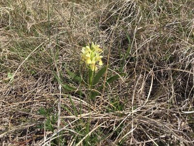 Dactylorhiza sambucina, photographed by Mirko Ubović