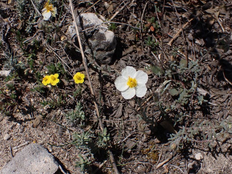 Helianthemum apenninum, photographed by Fabien Piednoir