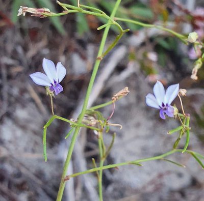 Lobelia setacea, photographed by Corli du Toit Smith