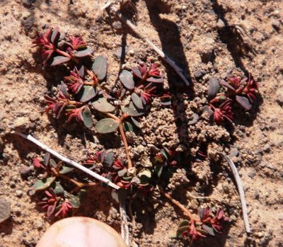 Euphorbia inaequilatera, photographed by Tony Rebelo
